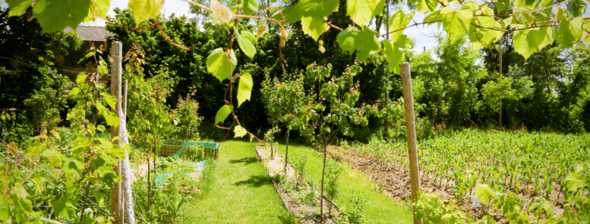 Avaliação de Ativos Biológicos